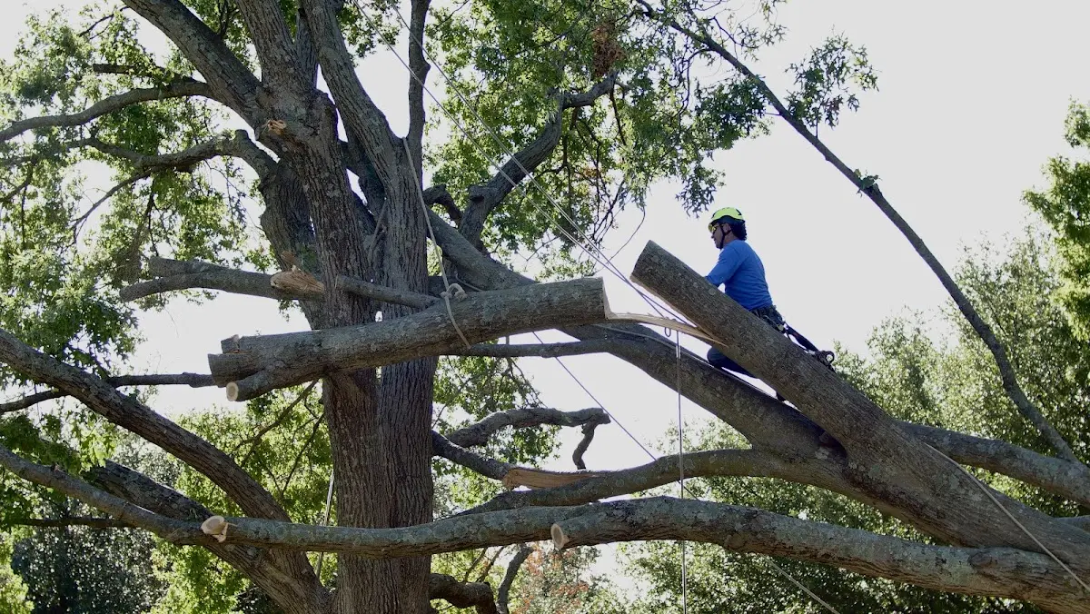 Professional Crown Thinning performed by certified arborists in New Albany