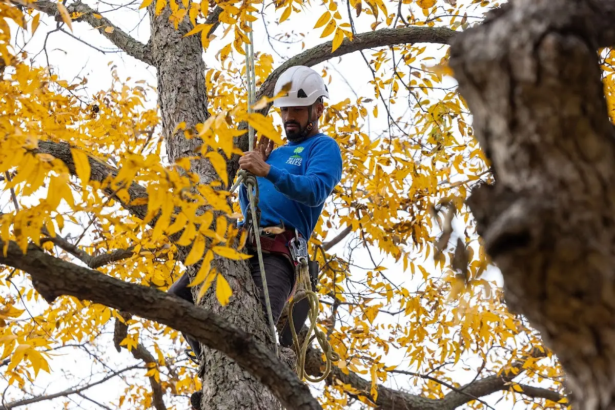 Skilled Tree Transplanting crew working in New Albany